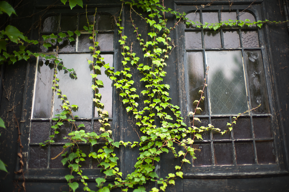 Vines on a building