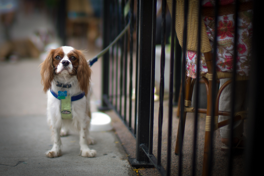 Dog on Newbury Street