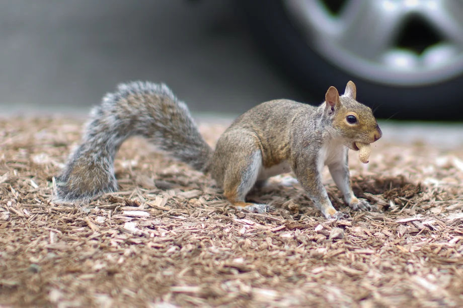 Squirrel