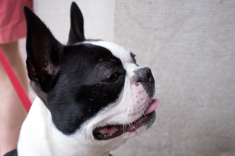 Boston Puppy!