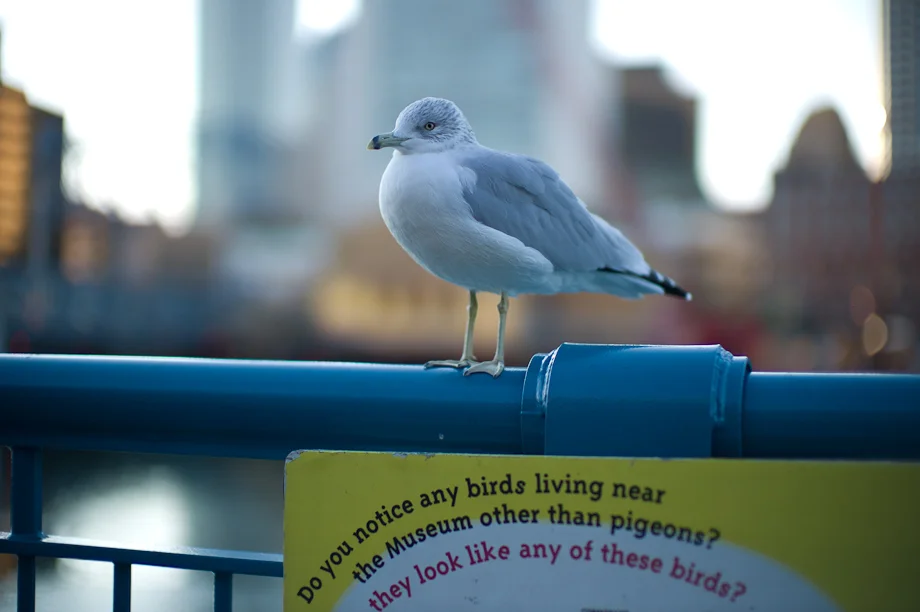 Birds in Boston