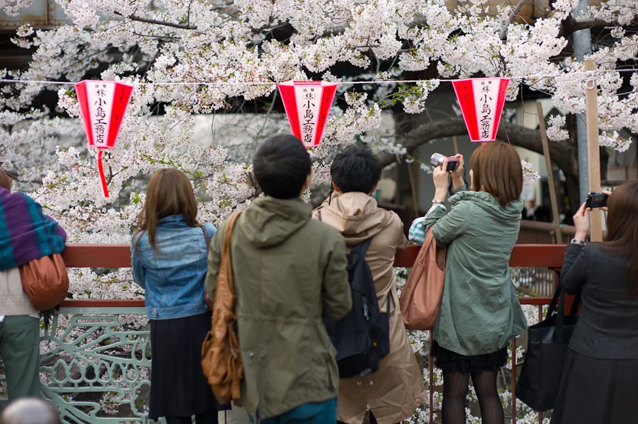 Cherry Blossoms at Meguro River