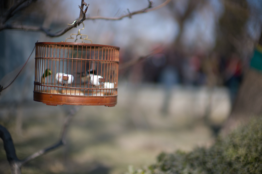 Birds in the Hutongs on Houhai Lake, Beijing, China