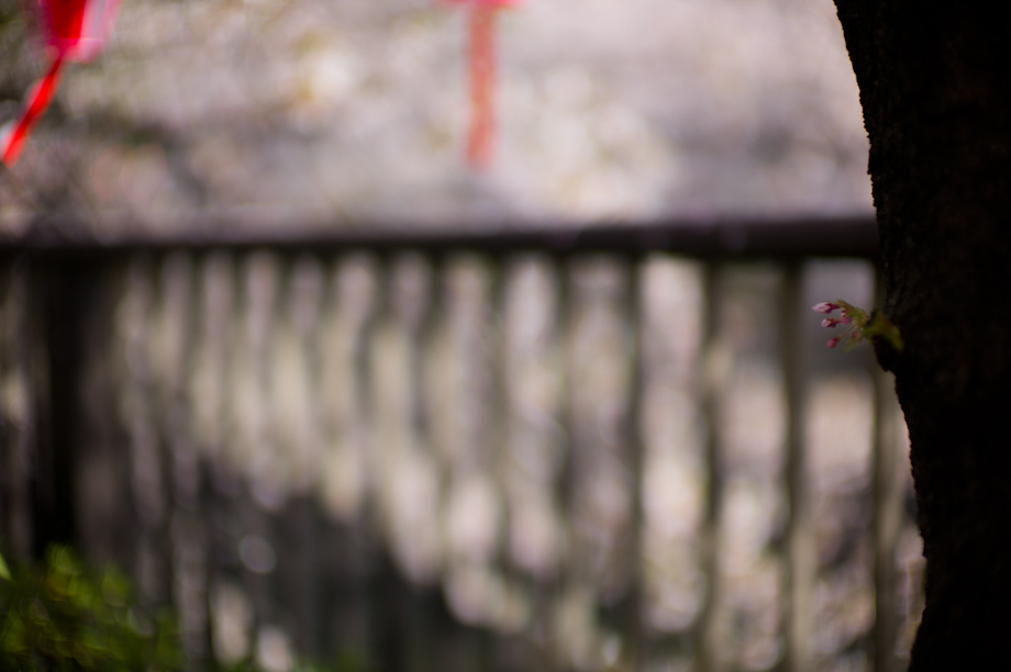 Cherry Blossoms in Tokyo Japan