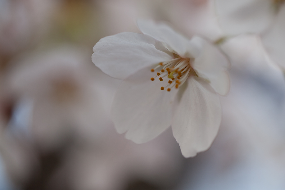 Cherry Blossoms in Tokyo Japan