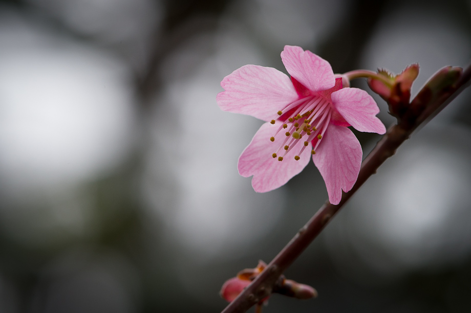 Cherry Blossoms in Tokyo Japan