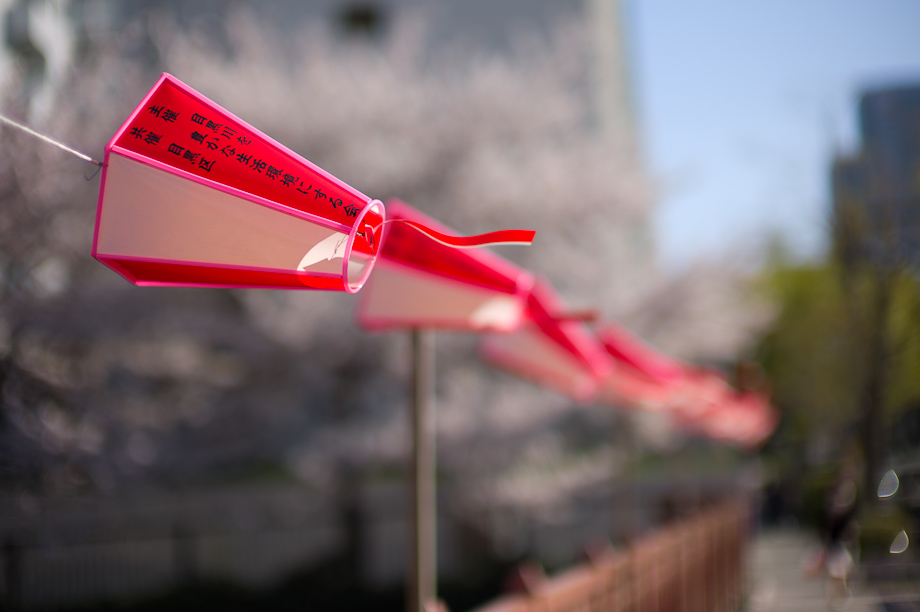 Cherry Blossoms in Nakameguro