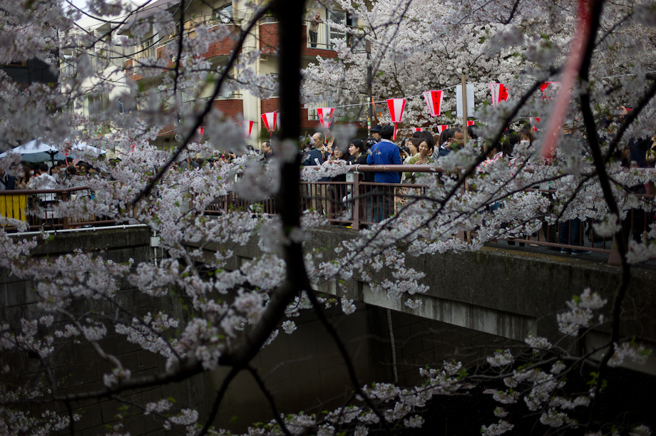 Cherry Blossoms in Nakameguro