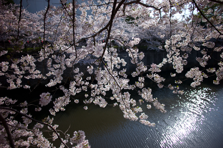 Cherry Blossoms in Nakameguro