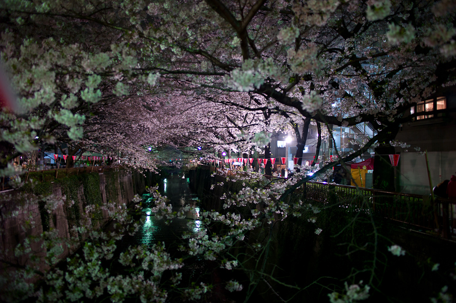 Cherry Blossoms in Nakameguro at Night