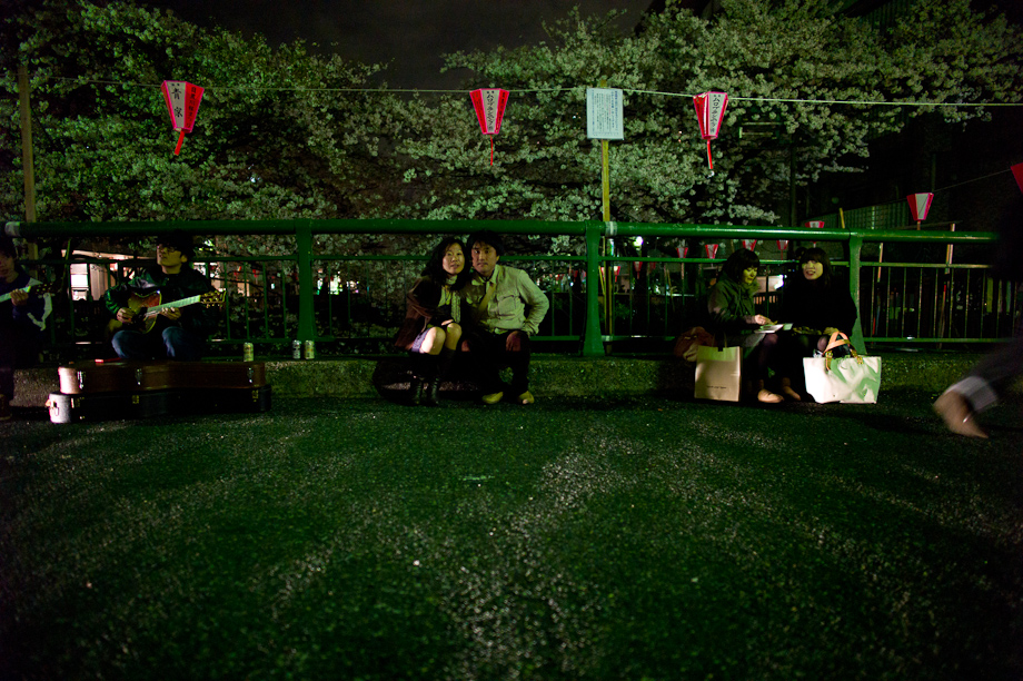 Cherry Blossoms in Nakameguro at Night