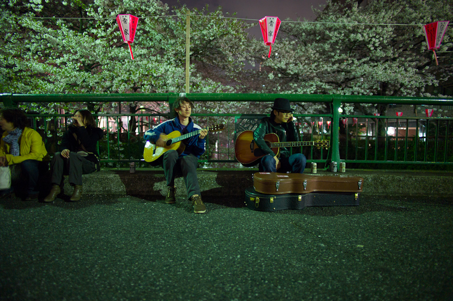 Cherry Blossoms in Nakameguro at Night