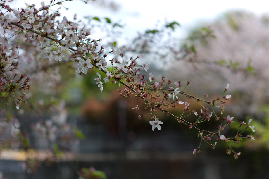 Cherry Blossoms in Nakameguro