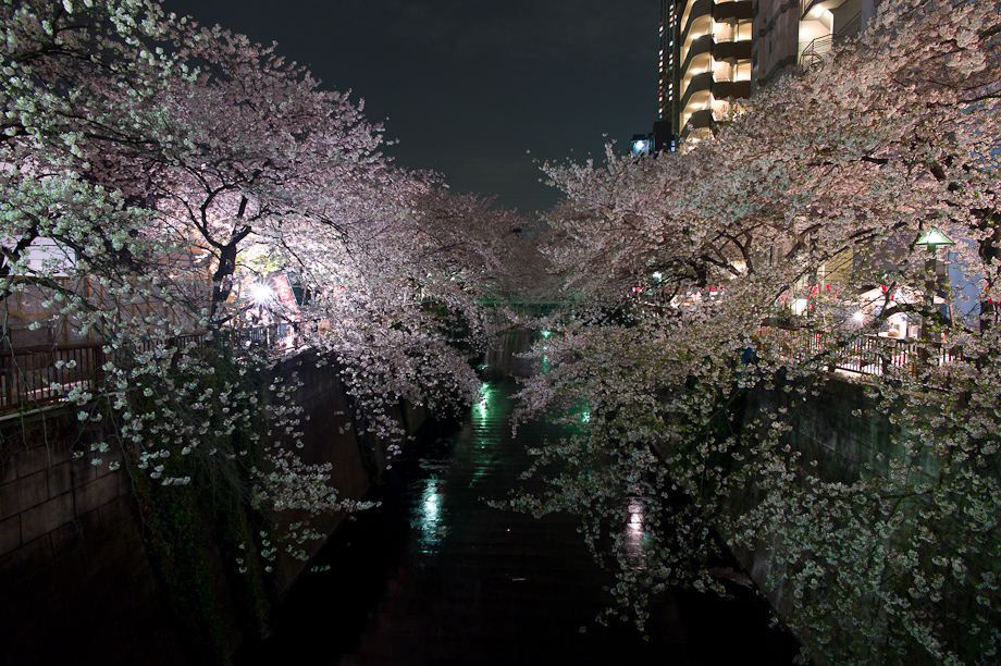 Cherry Blossoms in Nakameguro at Night