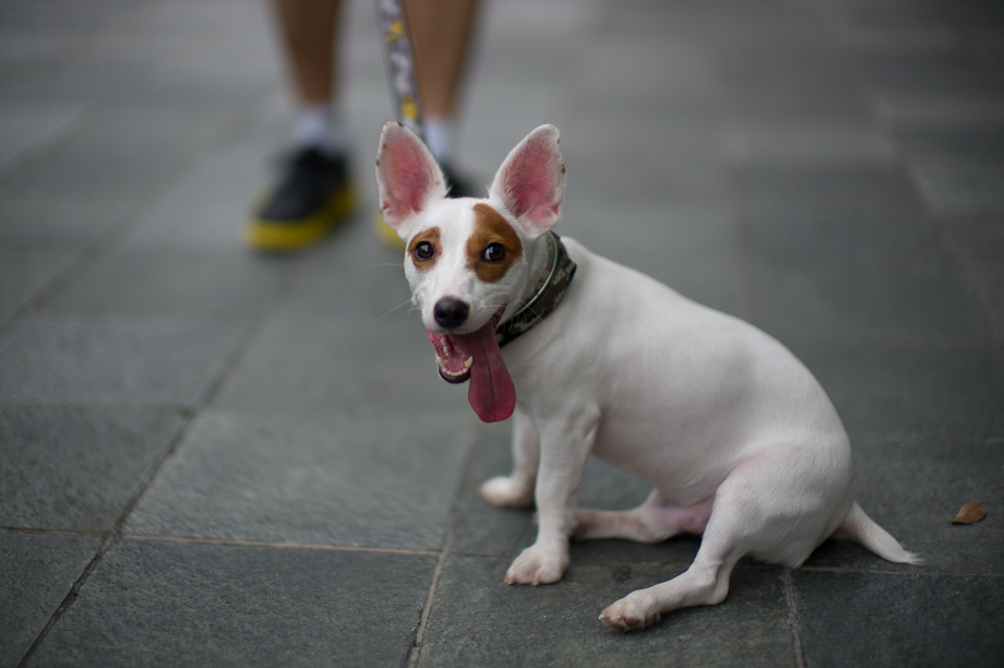 Cool Dog