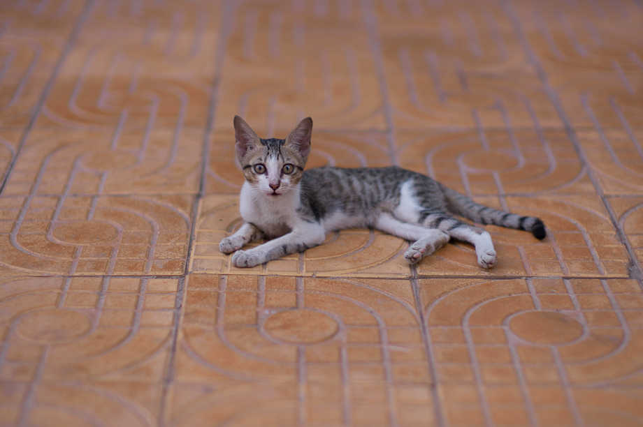 Cat in Phnom Penh, Cambodia