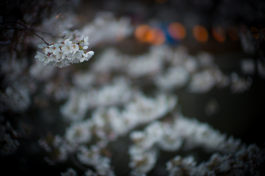 Cherry Blossoms on Meguro River in Nakameguro