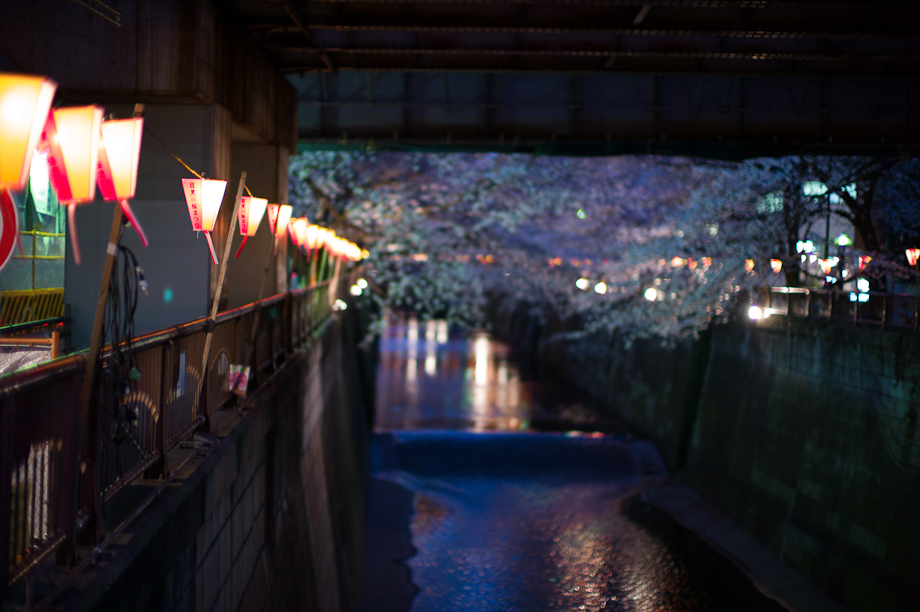 Cherry Blossoms on Meguro River in Nakameguro