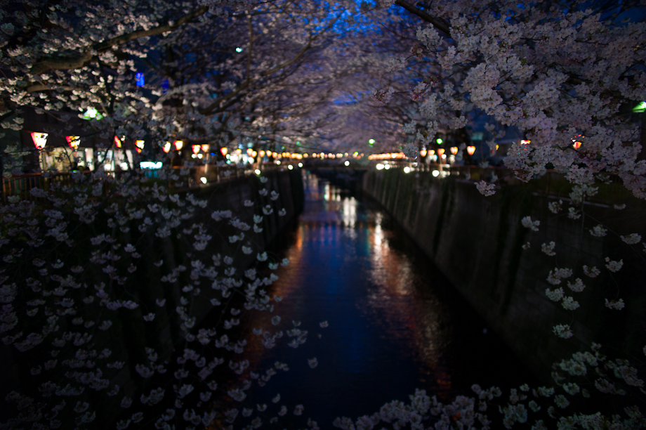 Cherry Blossoms on Meguro River in Nakameguro