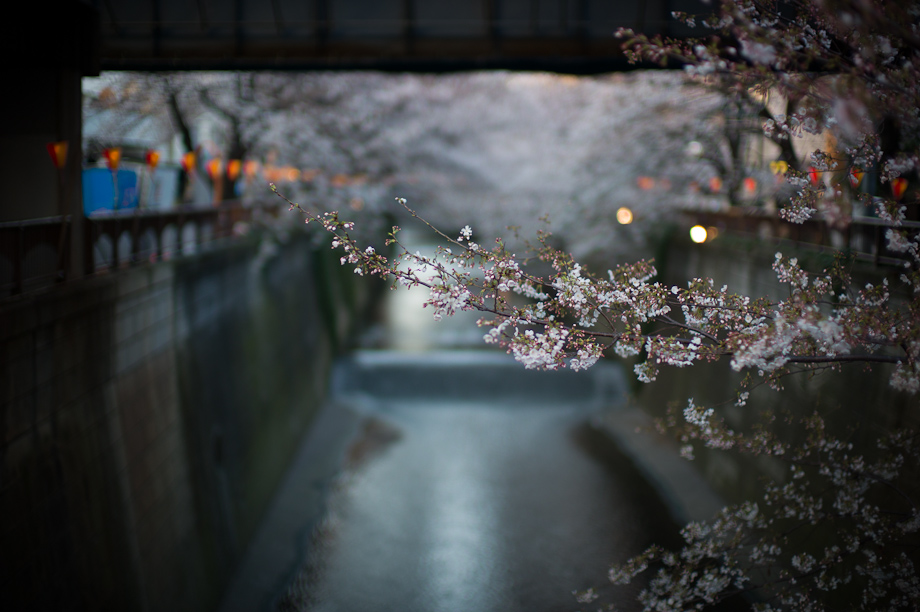 Cherry Blossoms on Meguro River in Nakameguro