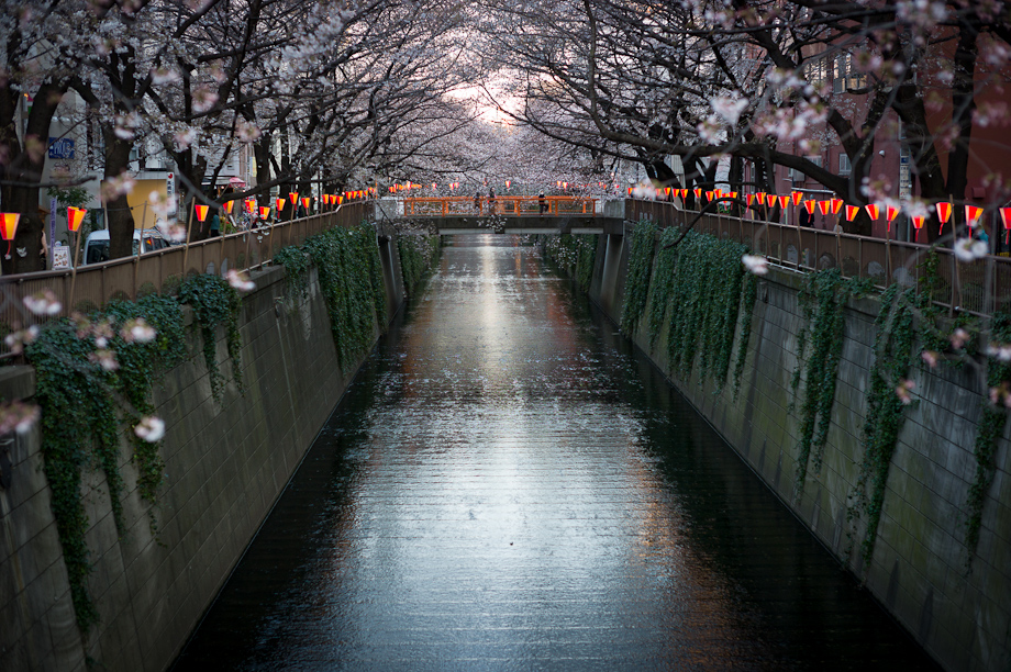 Cherry Blossoms on Meguro River in Nakameguro