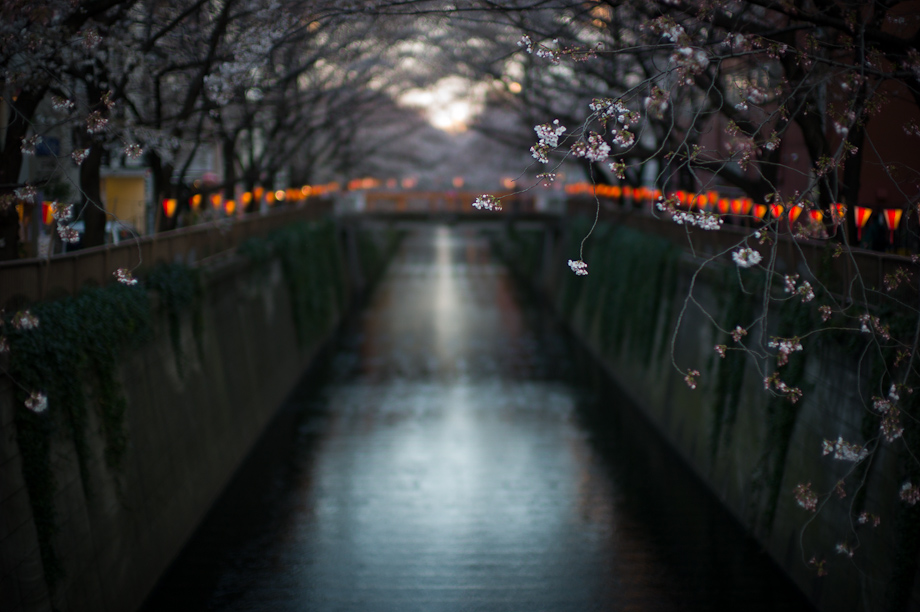 Cherry Blossoms on Meguro River in Nakameguro
