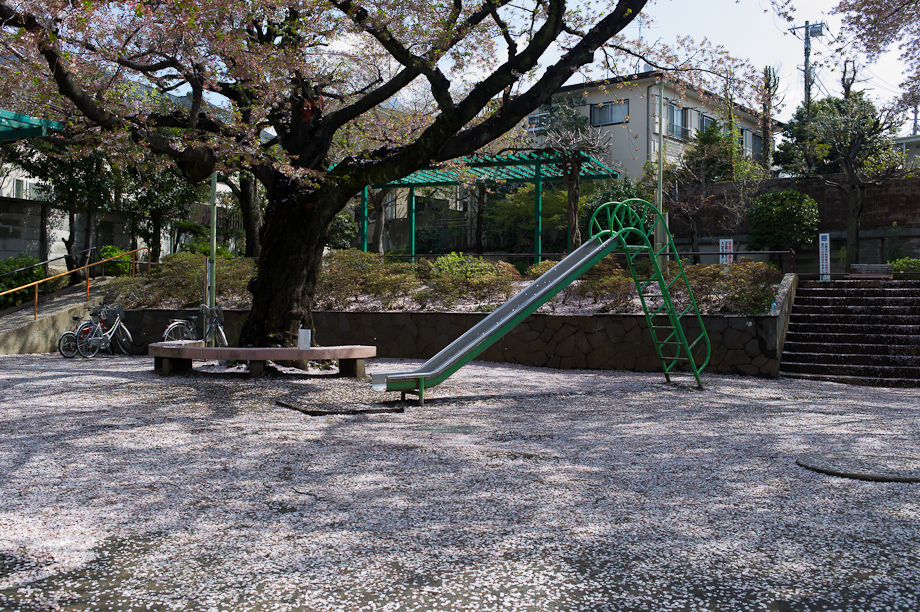 Sakura Snow