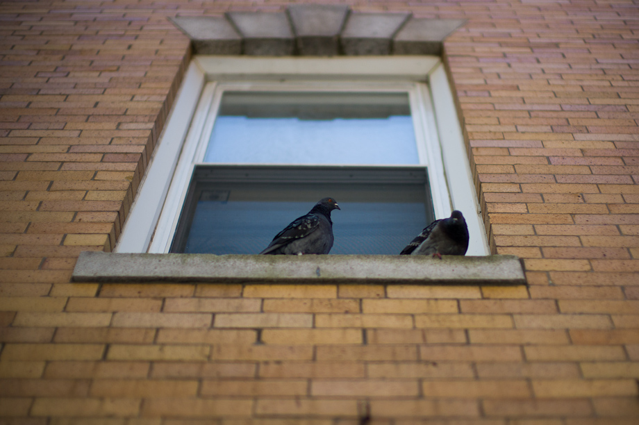 Pigeons