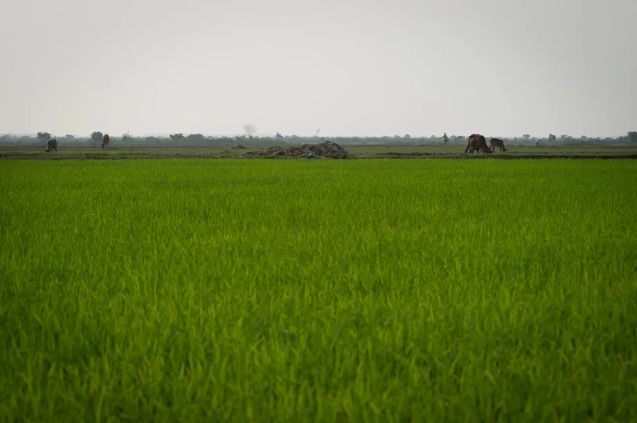 Tabitha's work in Cambodia