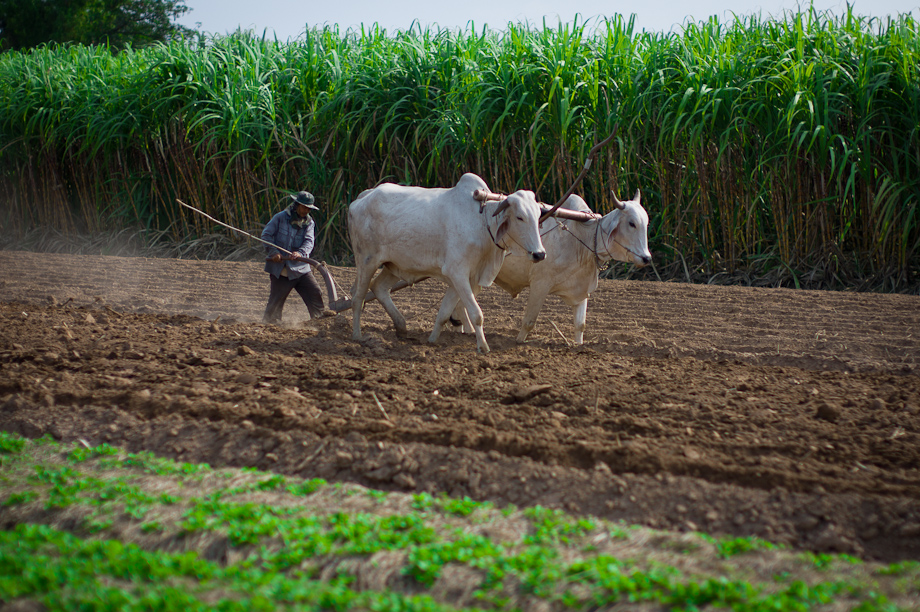 Farming supported by Tabitha Cambodia