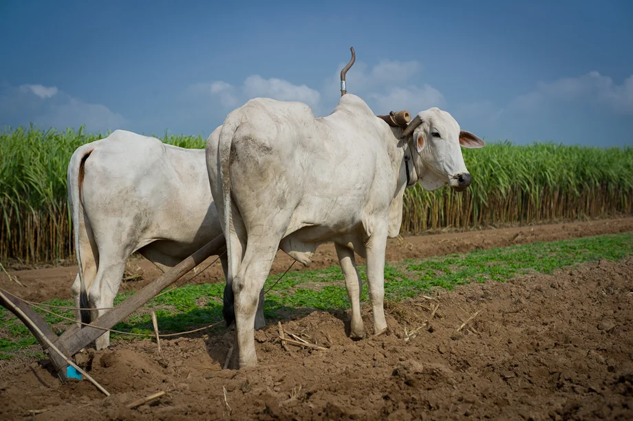 Farming supported by Tabitha Cambodia