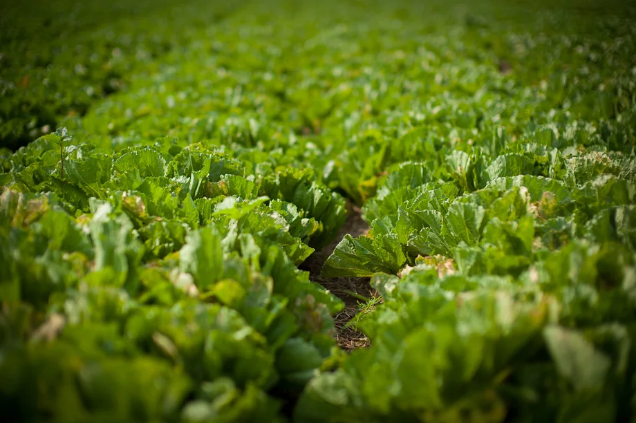 Farming supported by Tabitha Cambodia