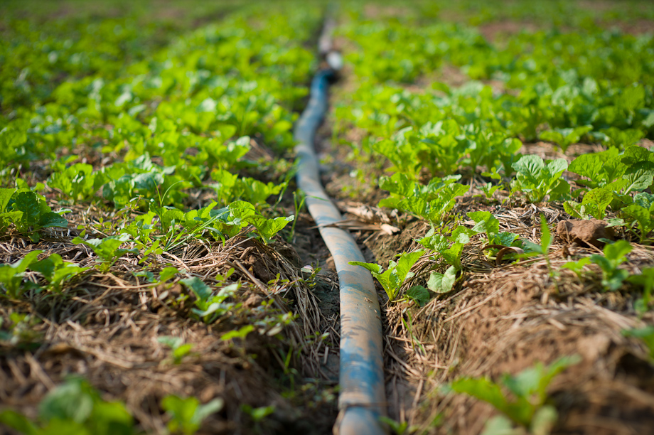 C-Farming supported by Tabitha Cambodia