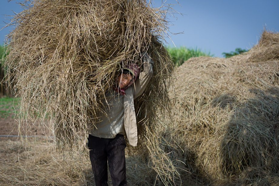 Farming supported by Tabitha Cambodia