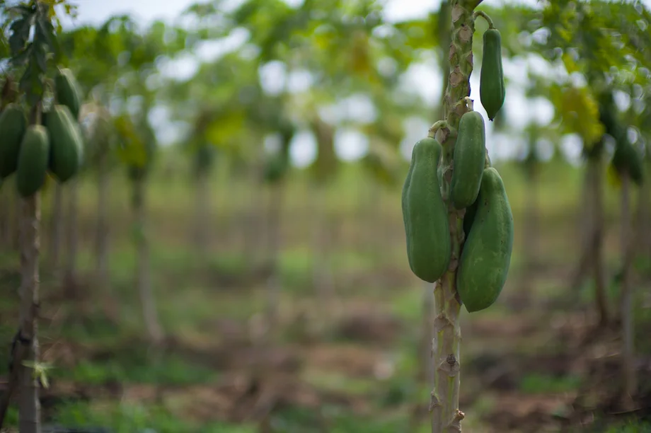 Farming supported by Tabitha Cambodia