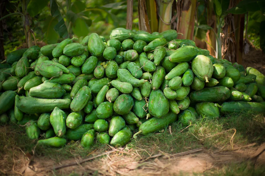 Farming supported by Tabitha Cambodia