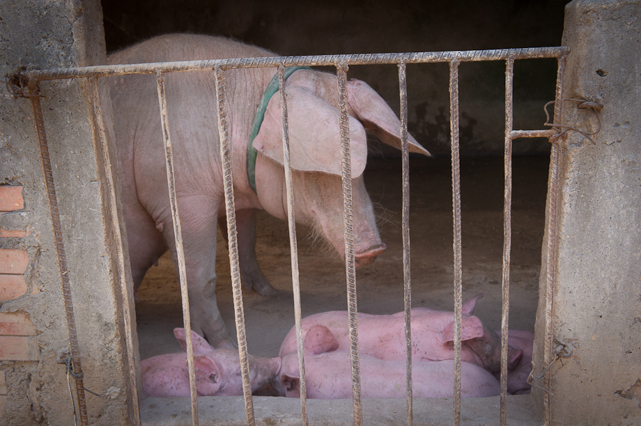 Farming supported by Tabitha Cambodia