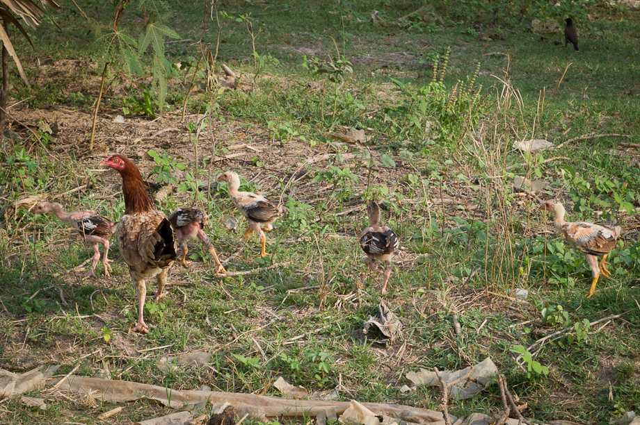 Farming supported by Tabitha Cambodia