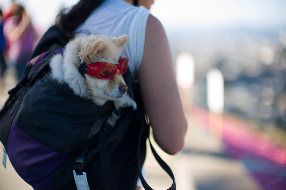Cool dog