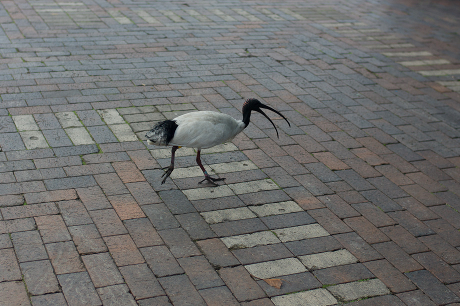 Sydney Photowalk