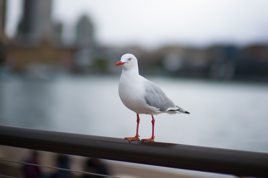Sydney Photowalk