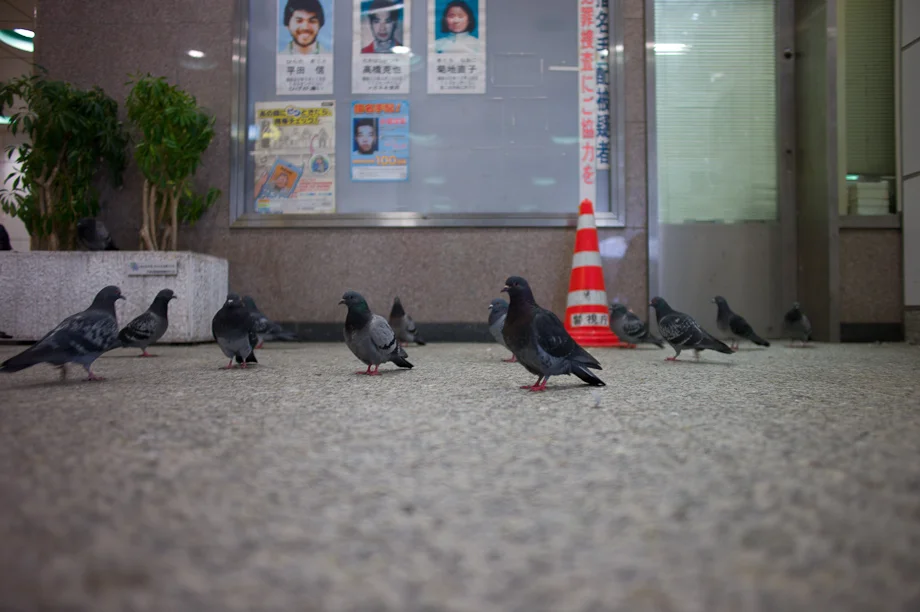 Excessive use of cones in Tokyo