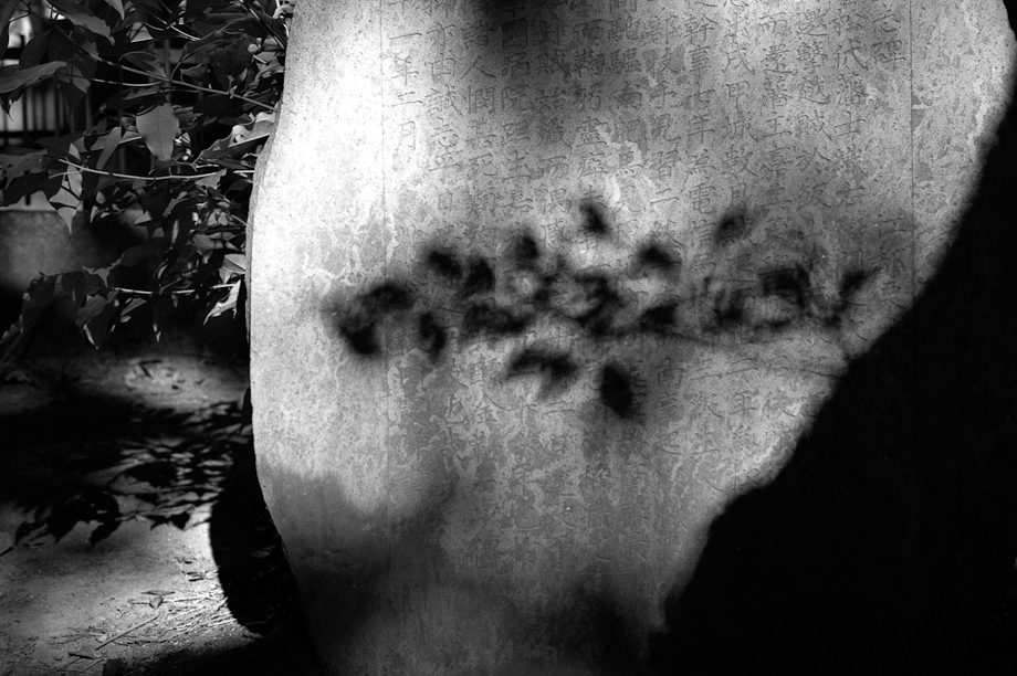 Leaf Shadows