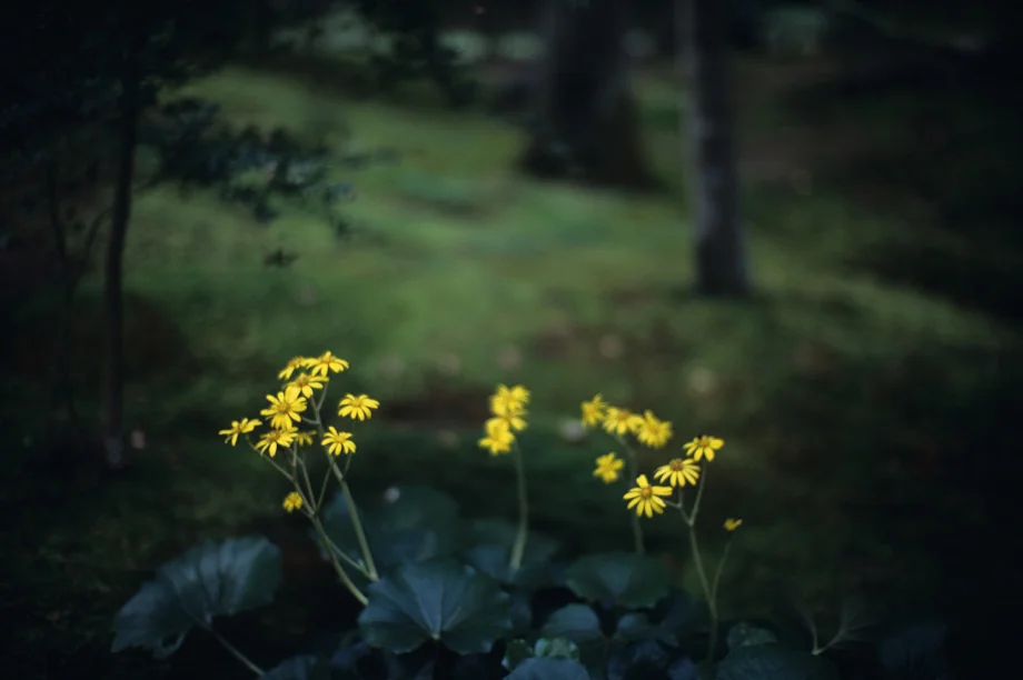 Fuji Provia 100F postive film