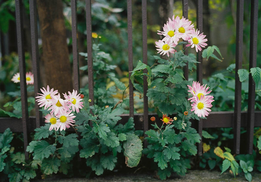 Flowers in the rain