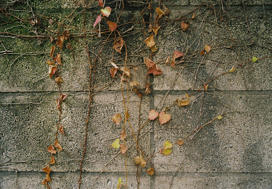 Wall