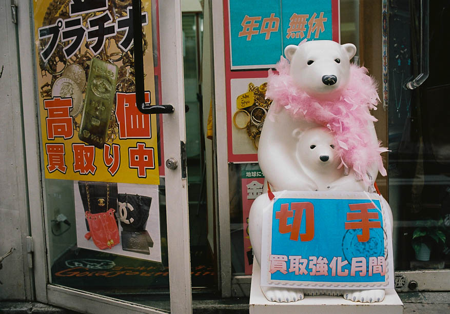 Polar Bear in a pink boa