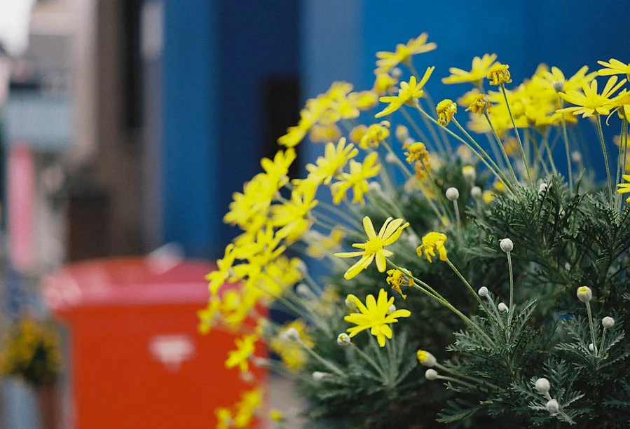 Yellow Flowers