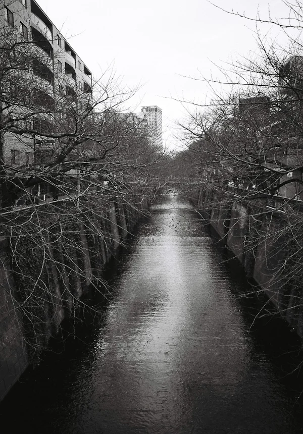 Meguro River in Nakameguro