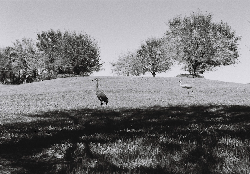 Sandhill Cranes in Florida
